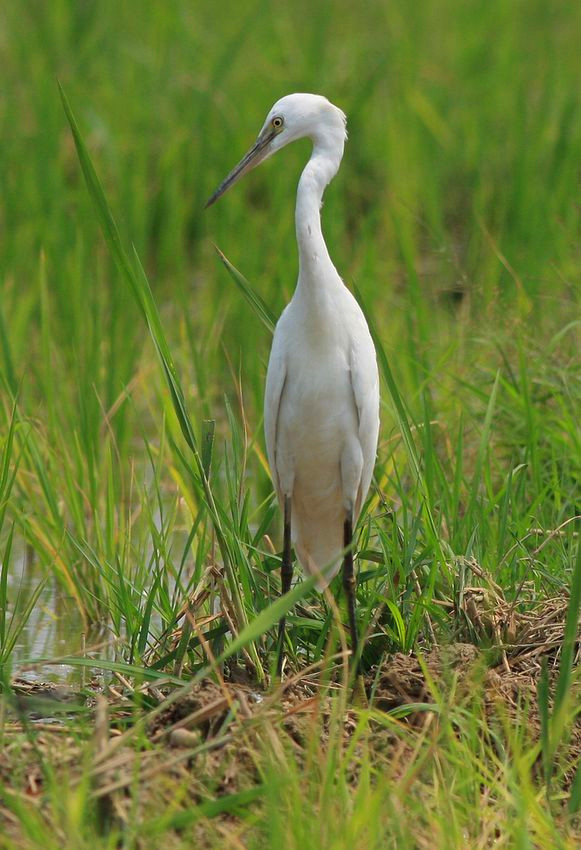 生境片--稻田里的白鹭