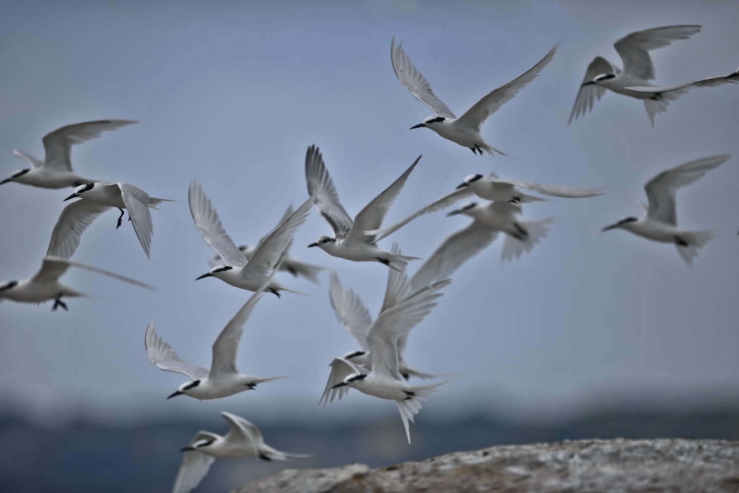 黑枕燕鸥群飞图