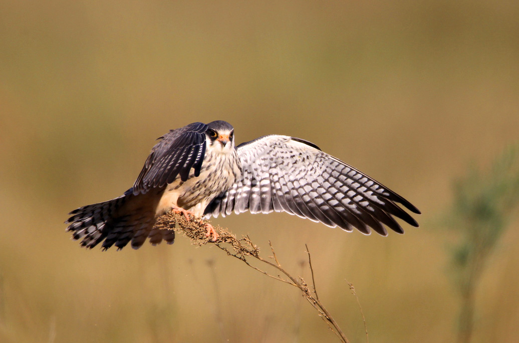猎隼一组老片猎隼阿隼