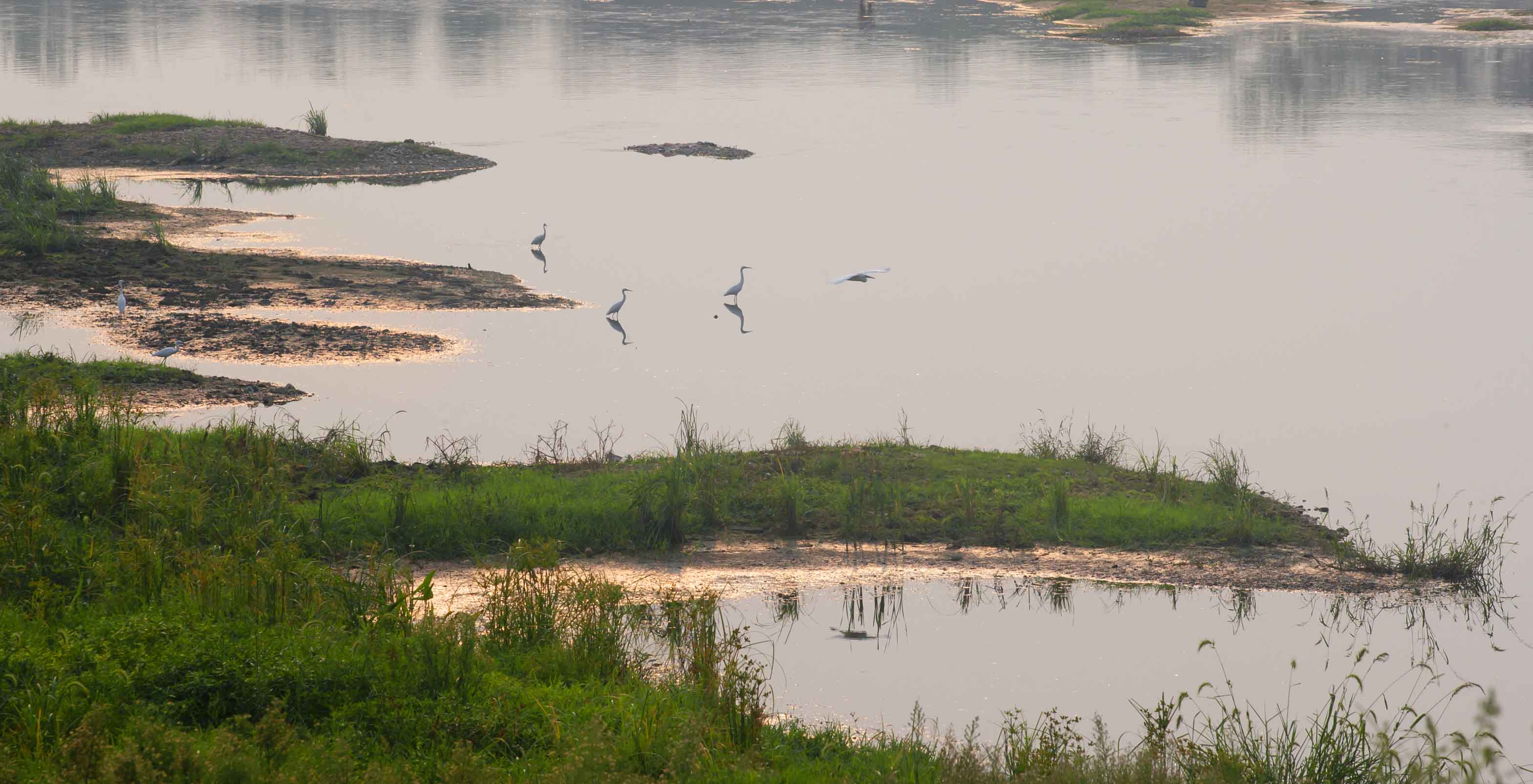 南阳白河湿地