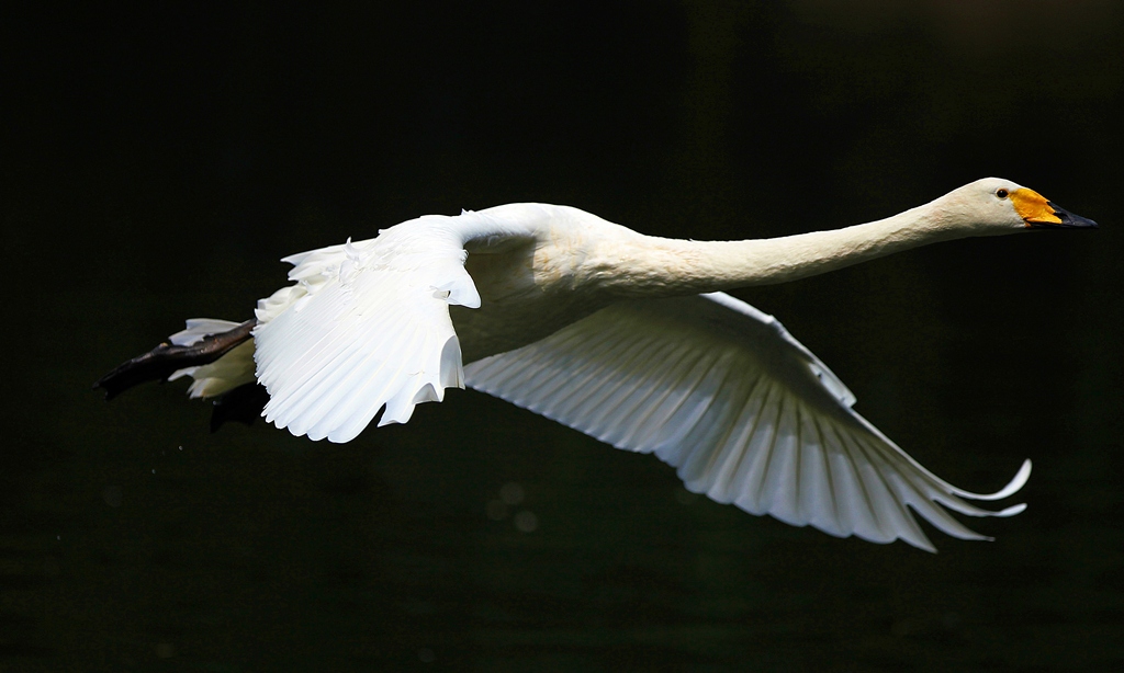 天鹅展翅