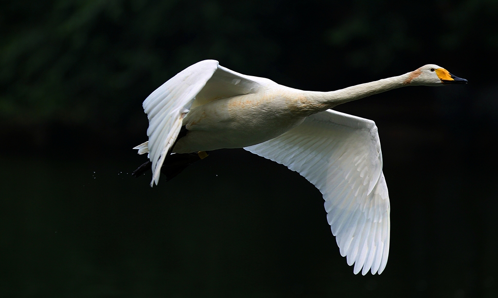 天鹅展翅