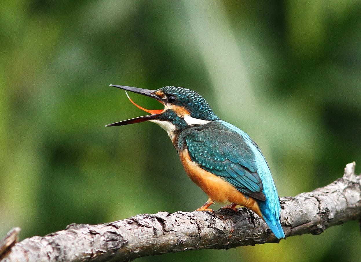 大家看看我的舌头.长不长.嘿嘿.