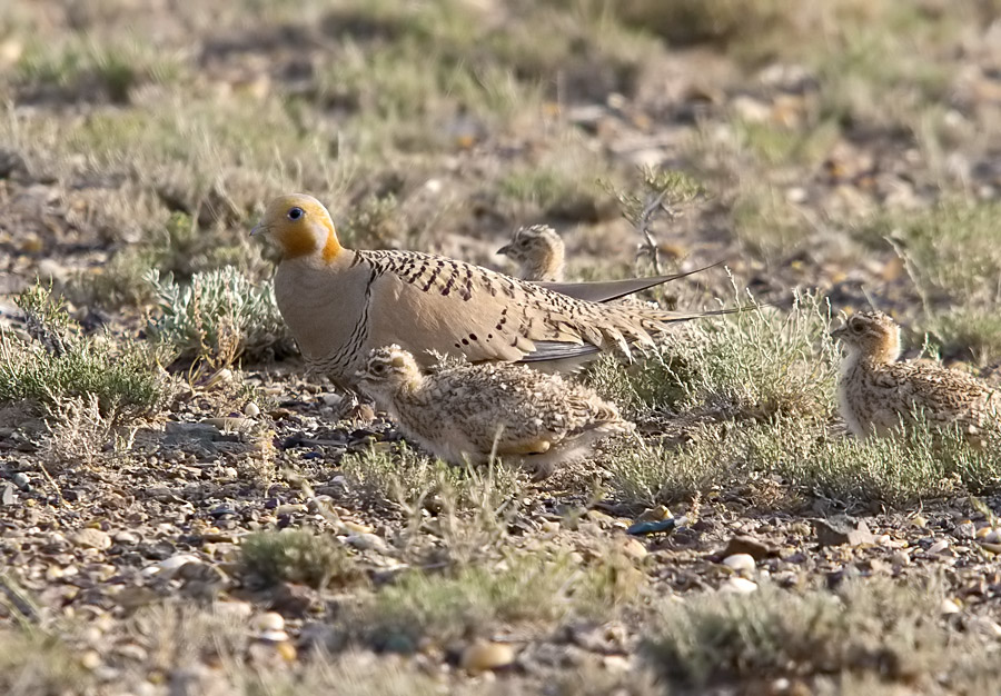 极具伪装色的毛腿沙鸡