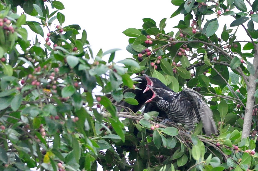 杜鹃幼鸟