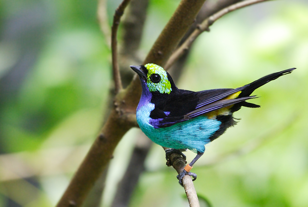 几张遗憾的巴西雨林鸟片.