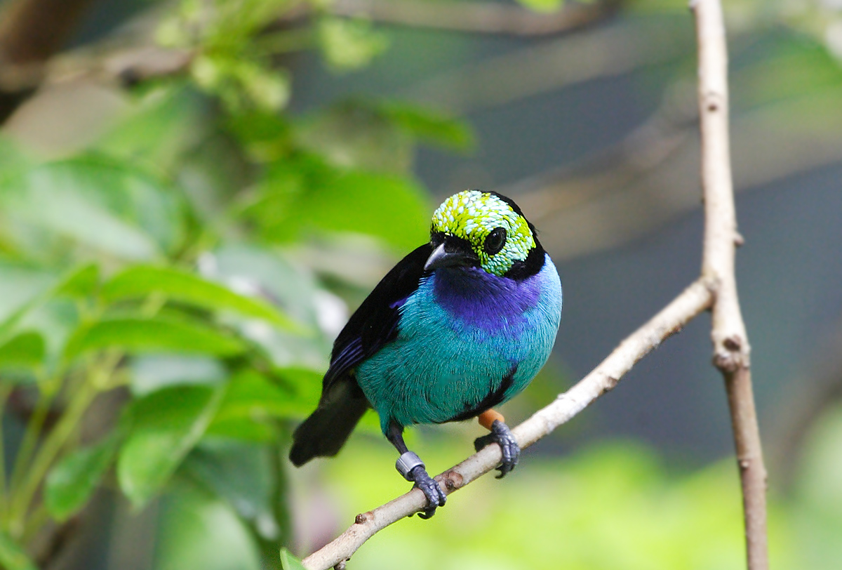 几张遗憾的巴西雨林鸟片.