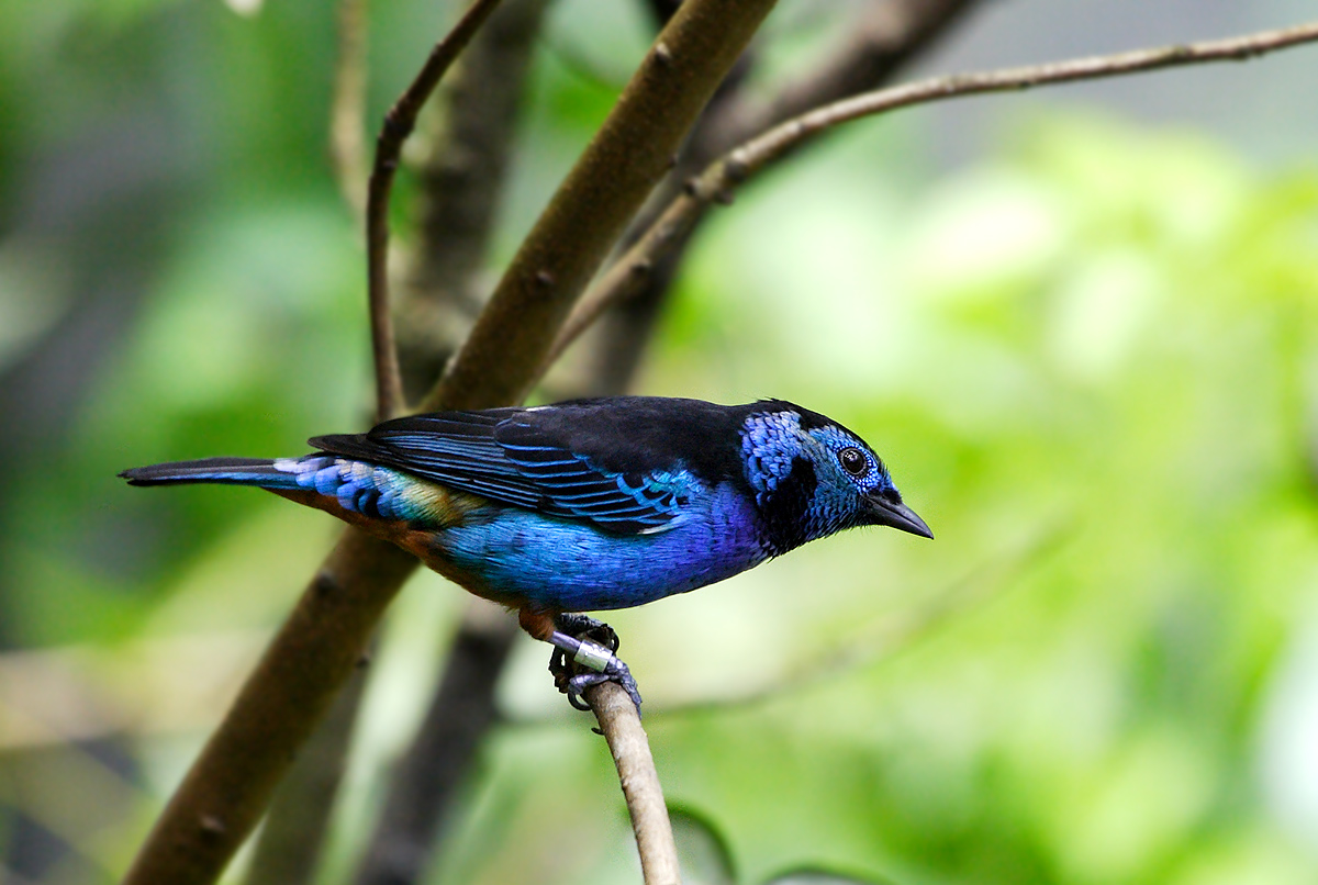 几张遗憾的巴西雨林鸟片.