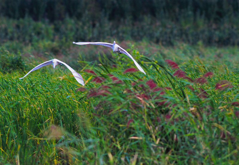 一双白鹭戏芦花