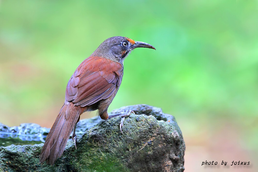 (白耳奇鹛)台湾特有种鸟集
