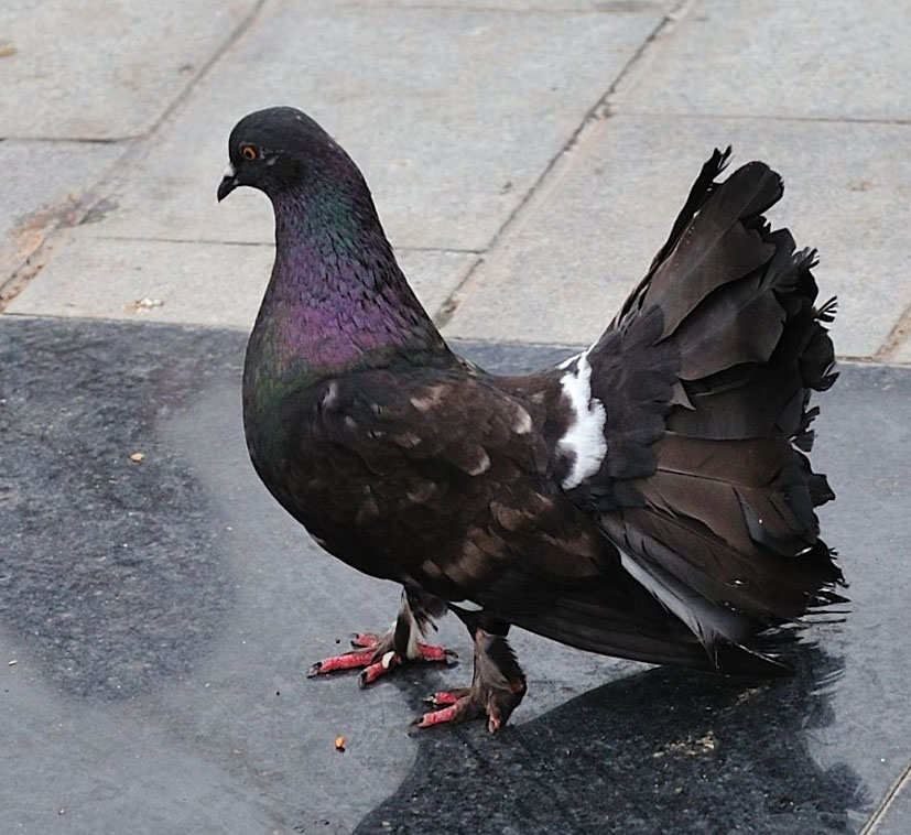 翘尾黑鸽