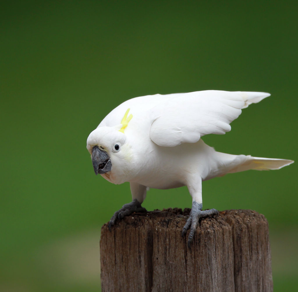 白色云斑鹦鹉图片