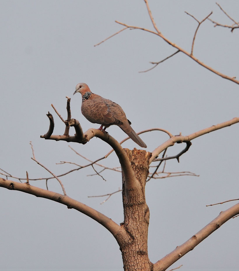 斑鳩與樹枝