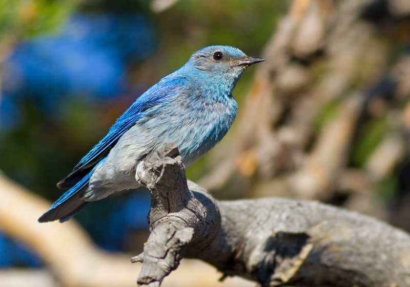 蓝头松鸦(pinyou jay)