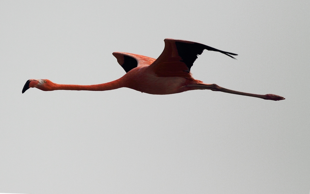 祝贺台湾版开通西安灞河火列鸟