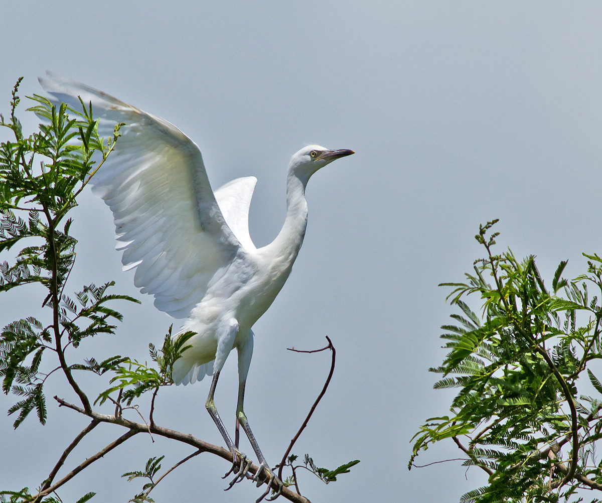 白鹭--振翅练飞