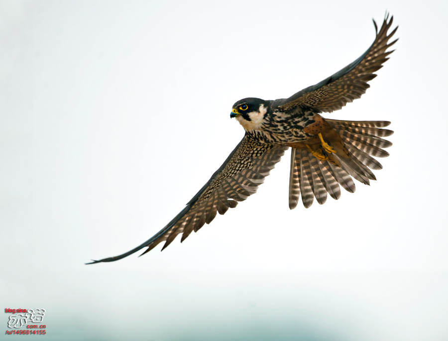 燕隼展翅的燕隼