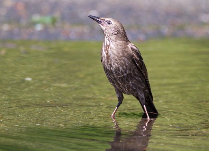 紫翅椋鸟(幼鸟)