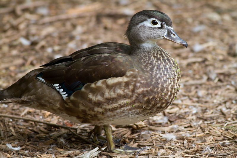 来个漂亮的---林鸭(wood duck)