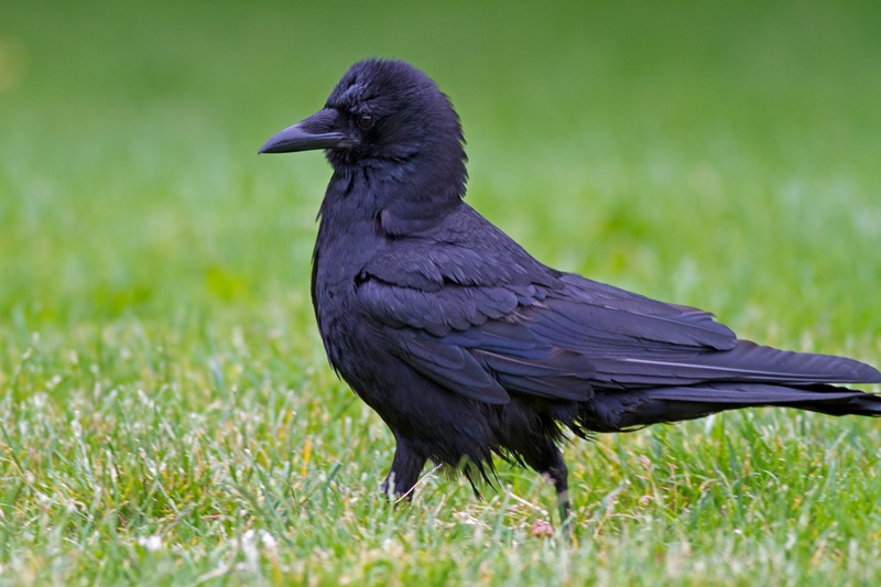 天下老鸹一样黑-短嘴乌鸦(american crow)