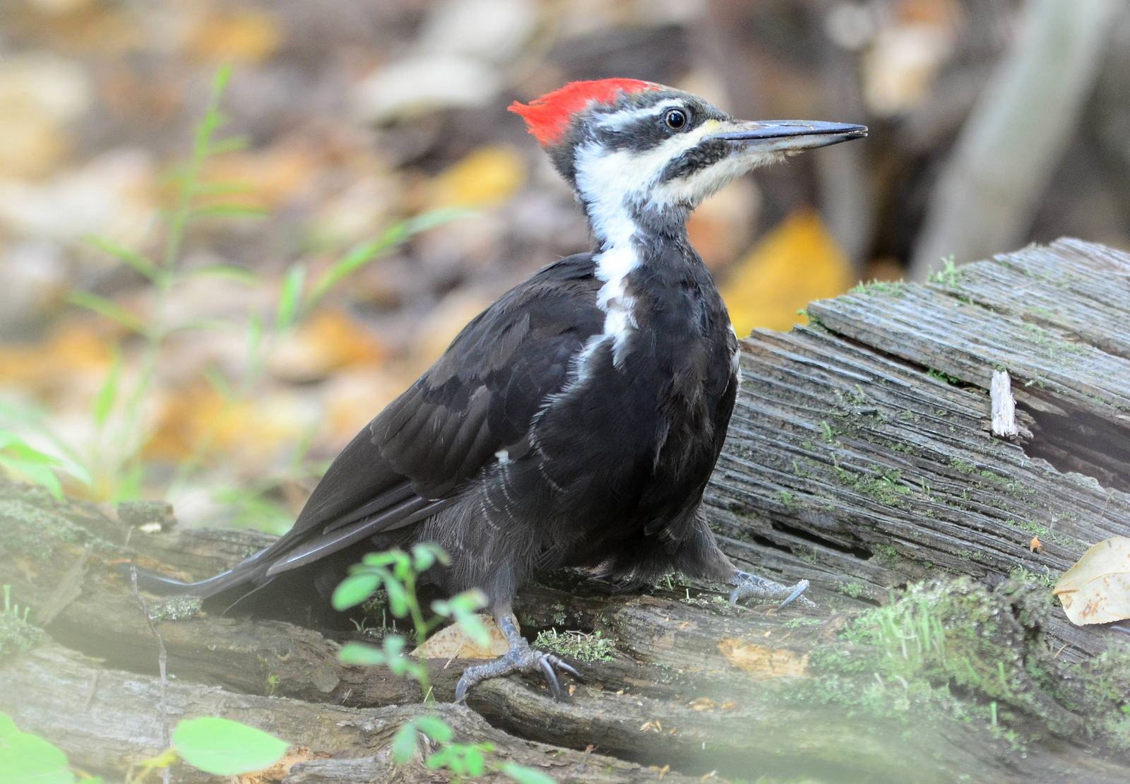 啄木鸟pileatedwoodpecker