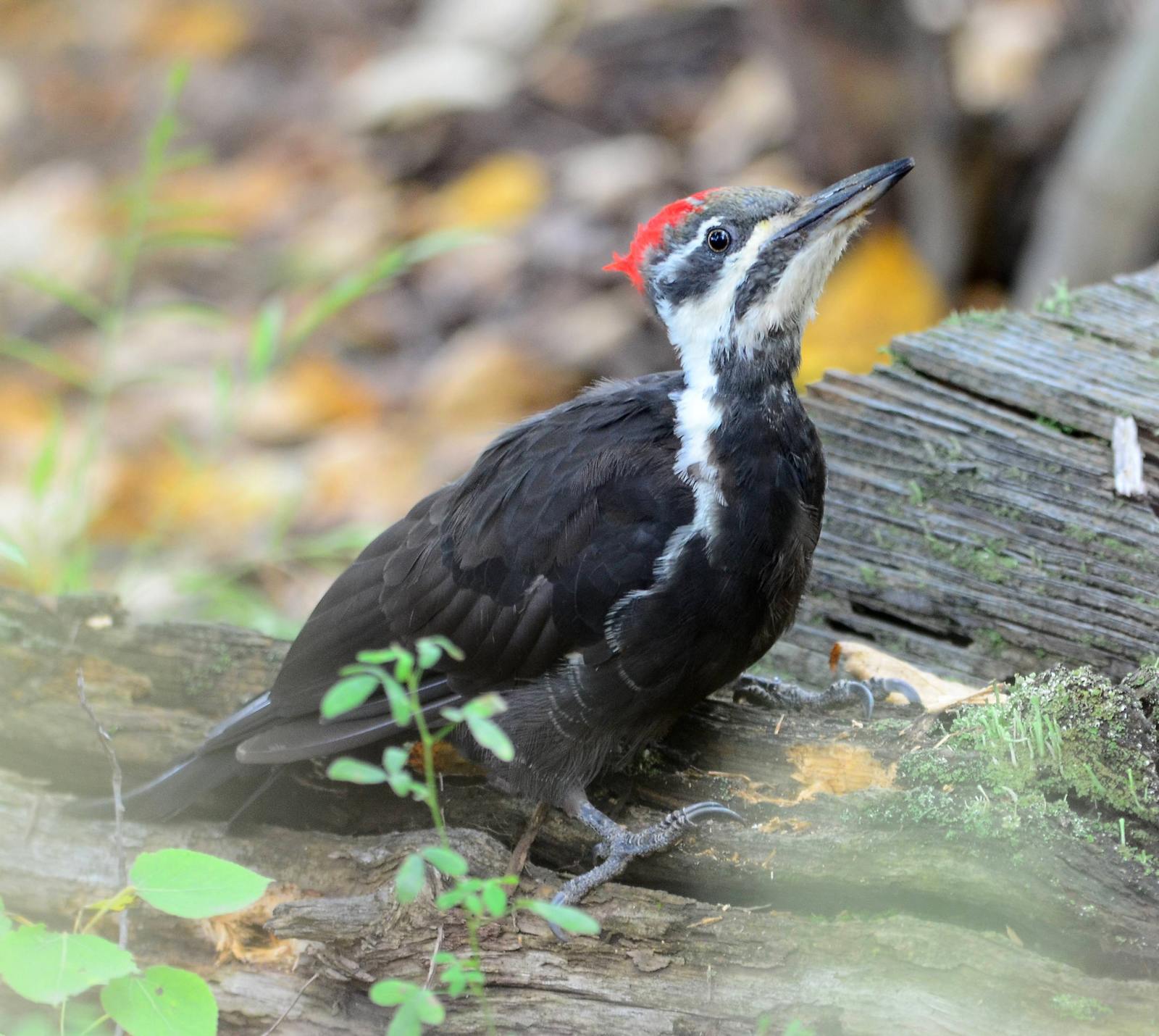 啄木鸟pileatedwoodpecker