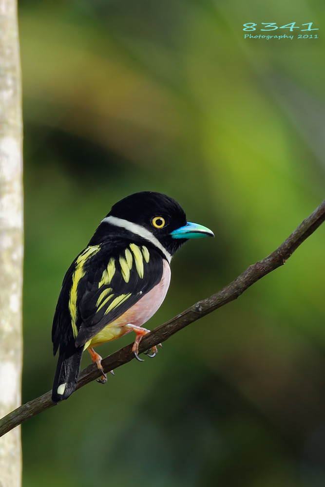 马来黑黄阔嘴鸟