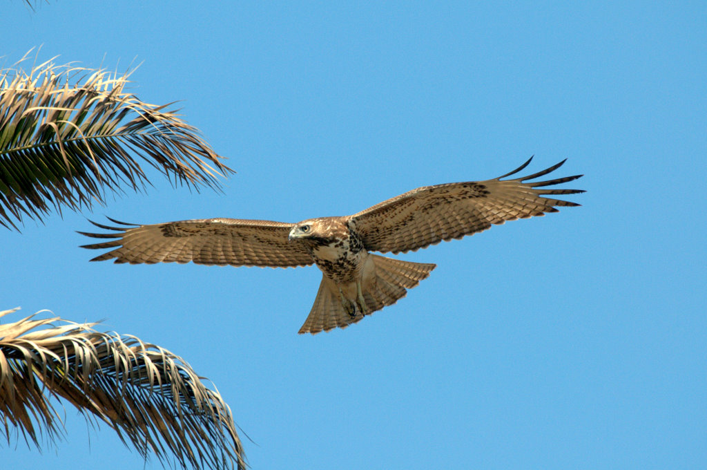雄鹰多姿redtailedhawk