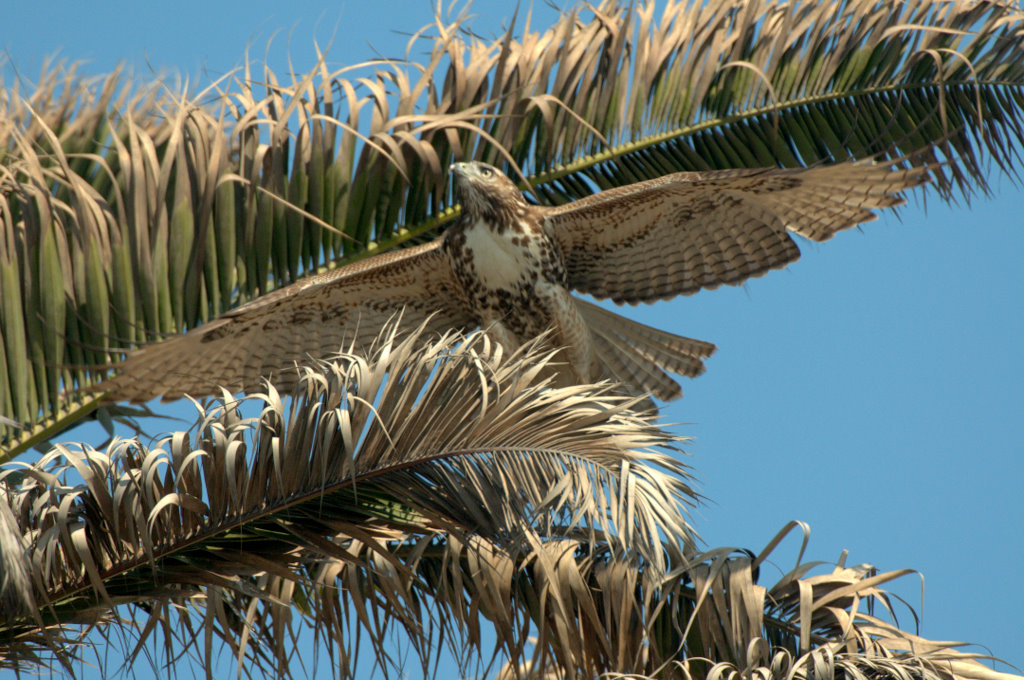 雄鹰多姿redtailedhawk
