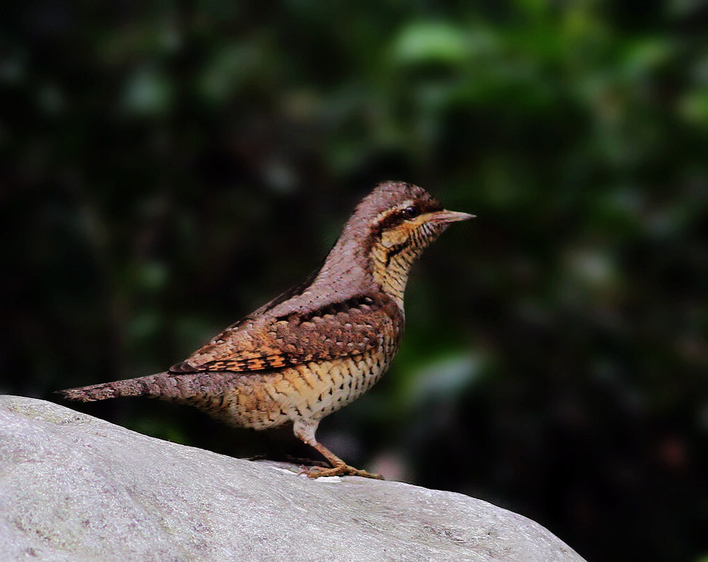 今天首拍蚁裂入个人新鸟账目