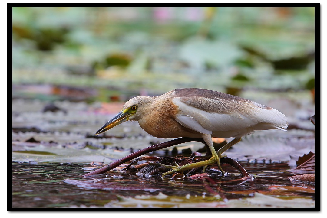 爪哇池鹭爪哇池鹭叉鱼十一连拍