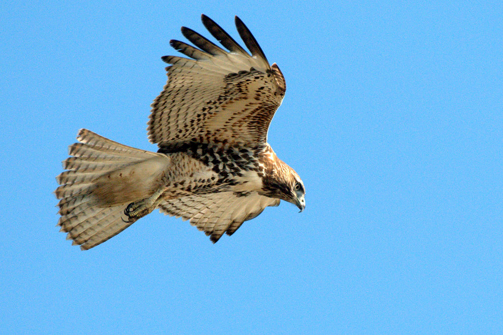 雄鹰多姿redtailedhawk