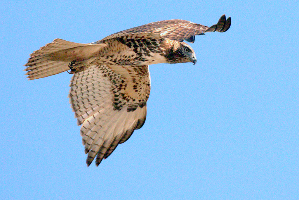 雄鹰多姿redtailedhawk