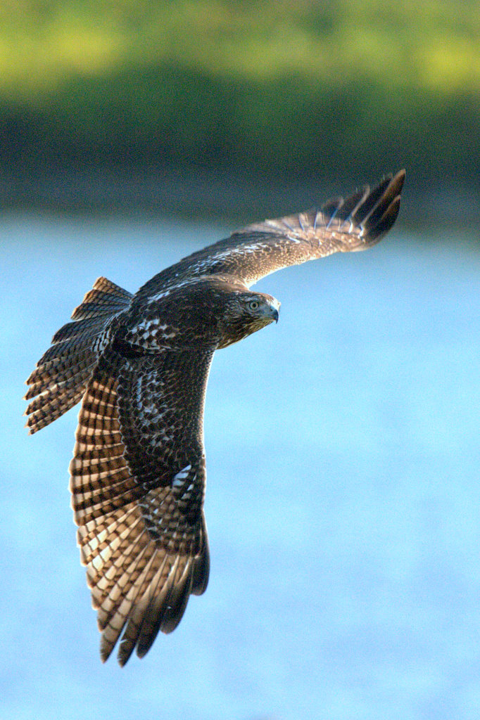 雄鹰多姿redtailedhawk