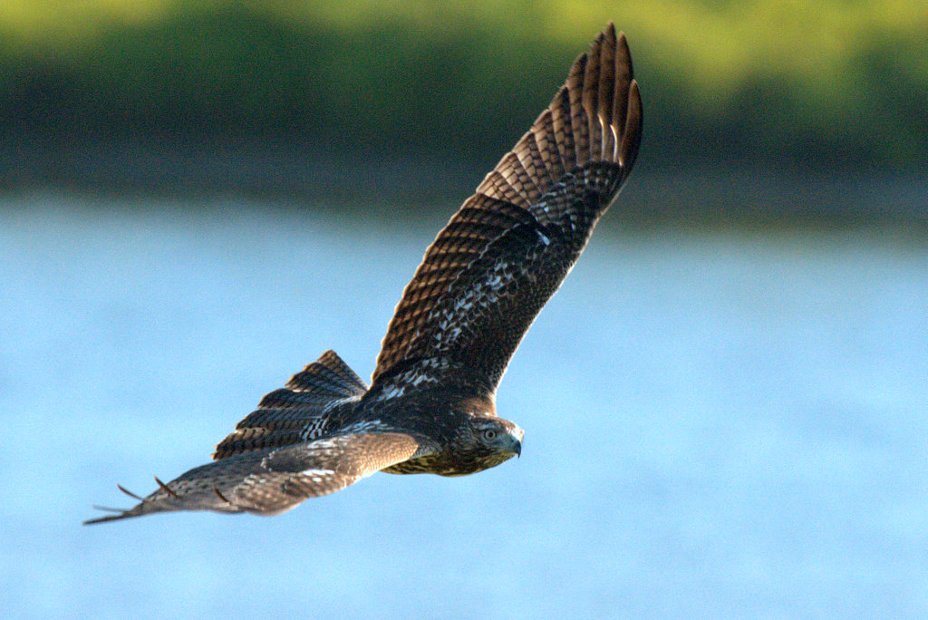 雄鹰多姿redtailedhawk