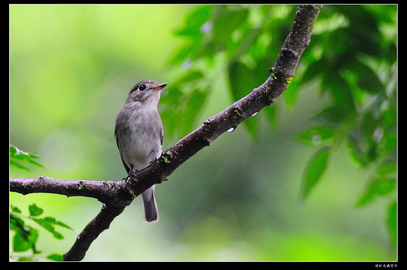 大眼仔 - 北灰鶲