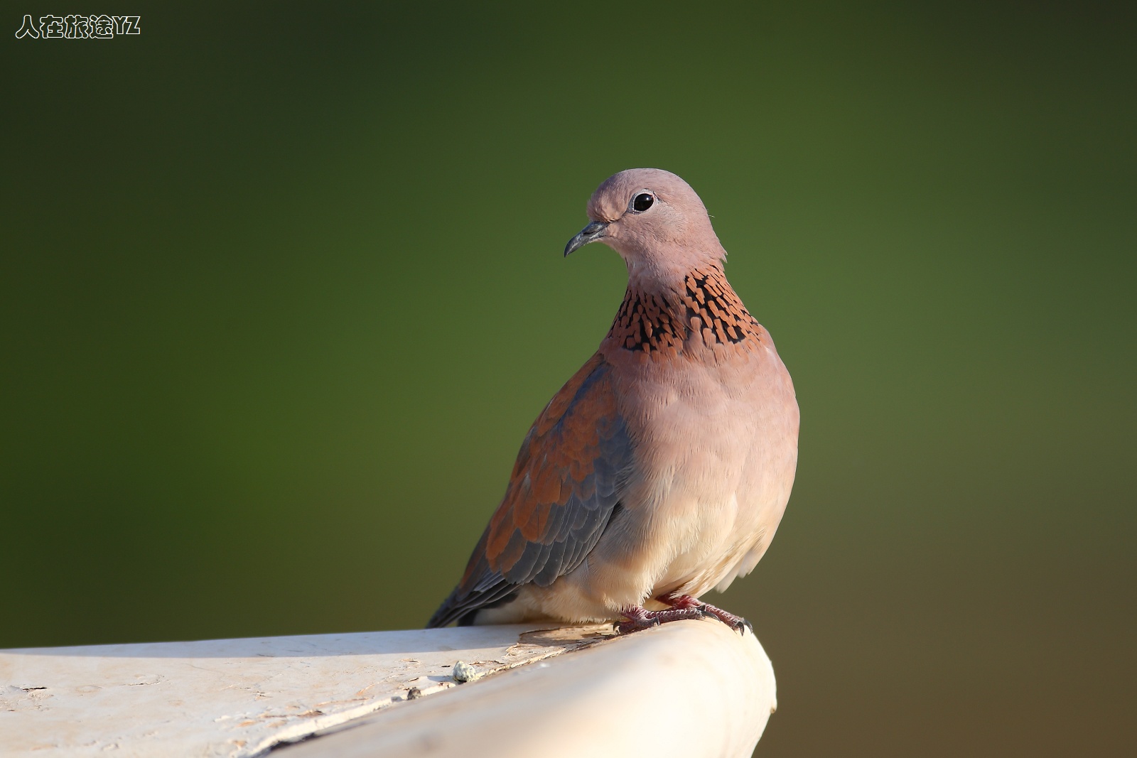(棕斑鸠)天台上的斑鸠