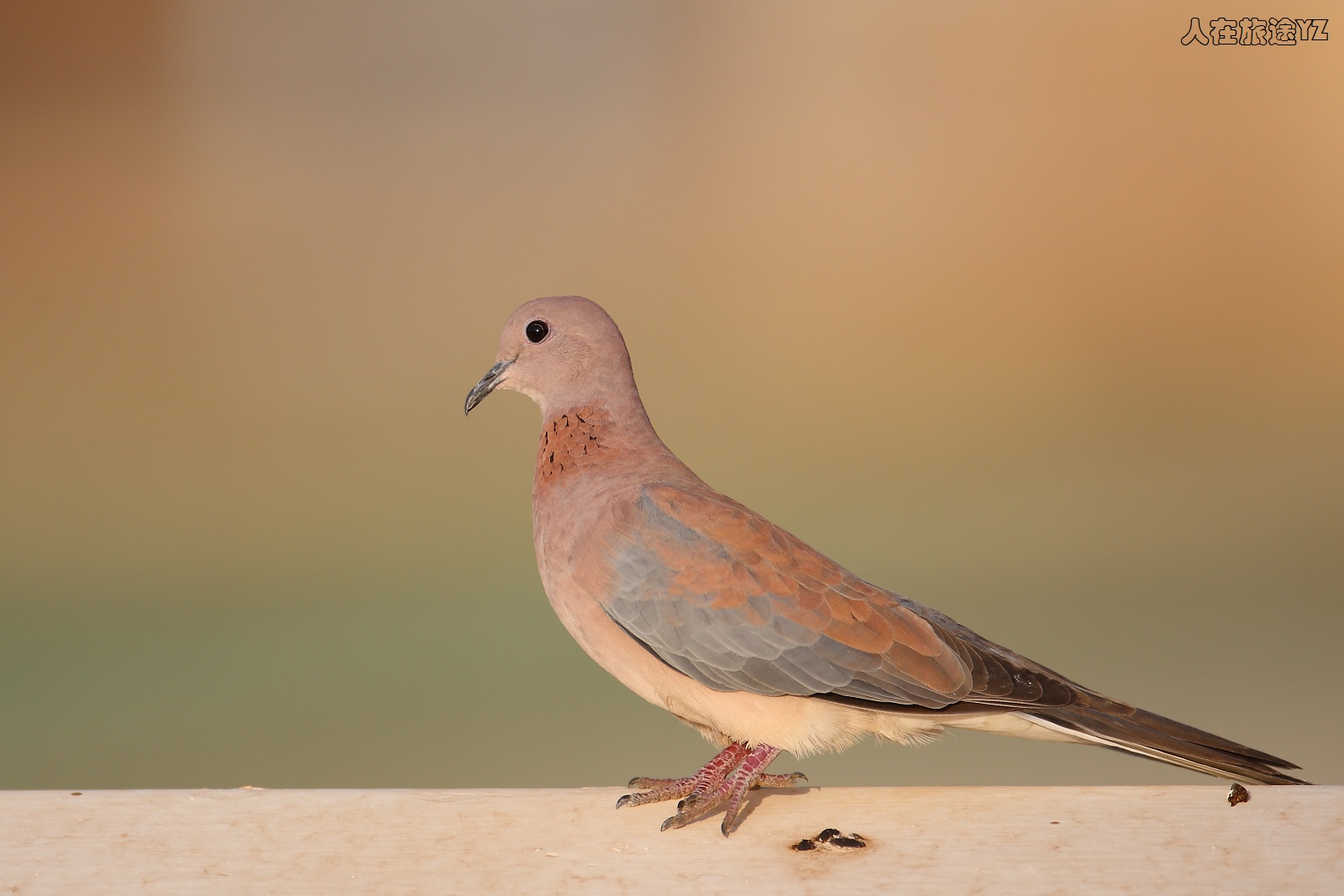 (棕斑鸠)天台上的斑鸠