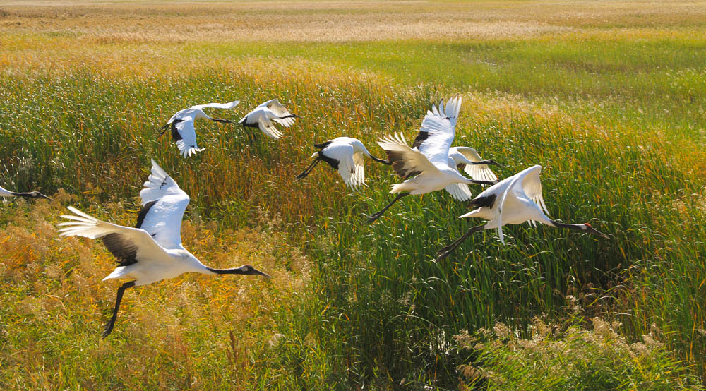 芦苇荡与丹顶鹤