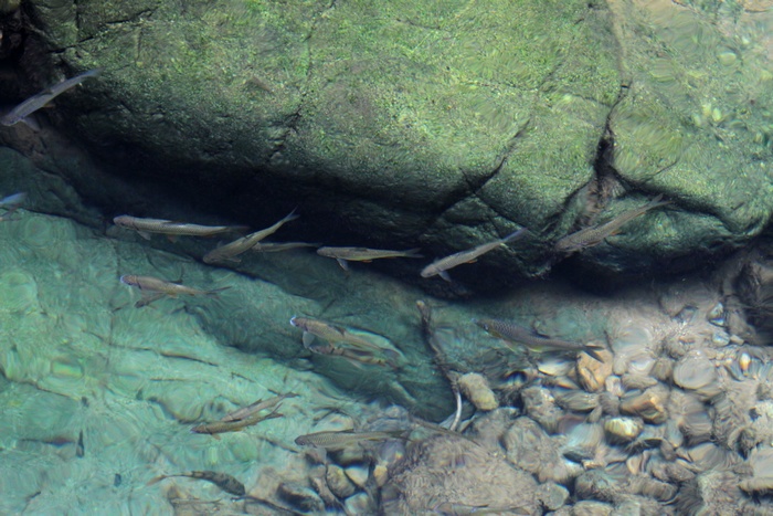 常见的溪流小鱼图片