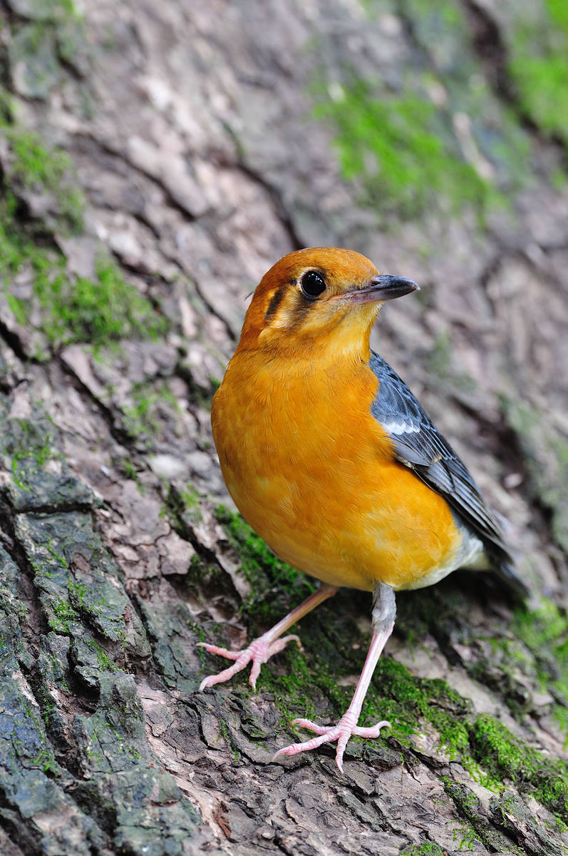 橙头地鸫橙头地鸫大头照
