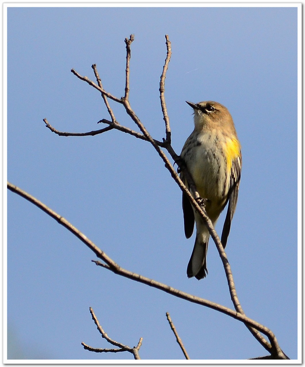 黄腰燕莺 (yellow-rumped warbler)