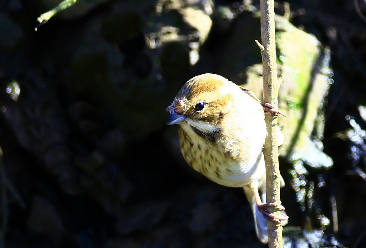 这是什么鹀它怎么了