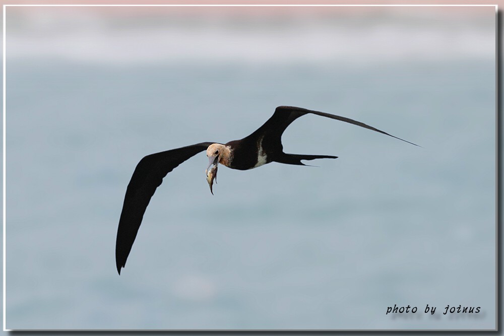 军舰鸟的"鹰姿"
