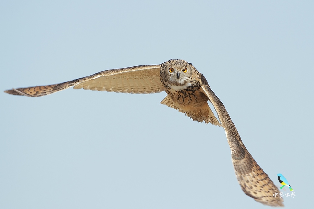 用北戴河的雕枭特别感谢心歌等老师