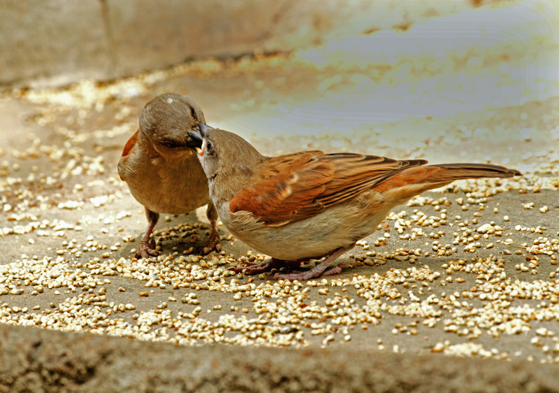 几只啄食的小鸟
