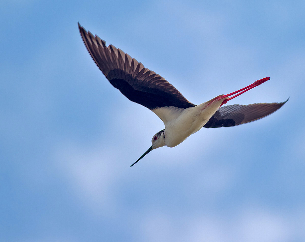 黑翅长脚鹬--俯冲