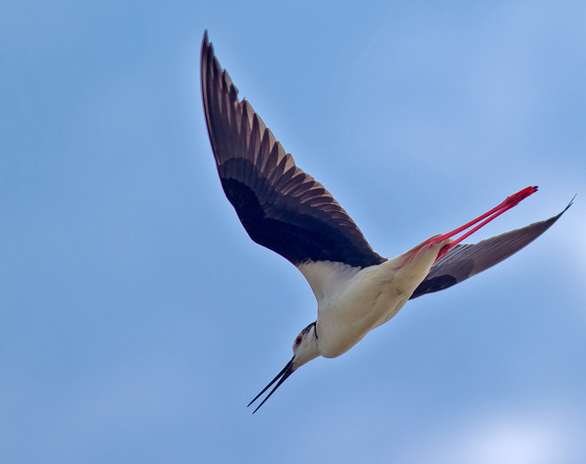 黑翅长脚鹬--俯冲