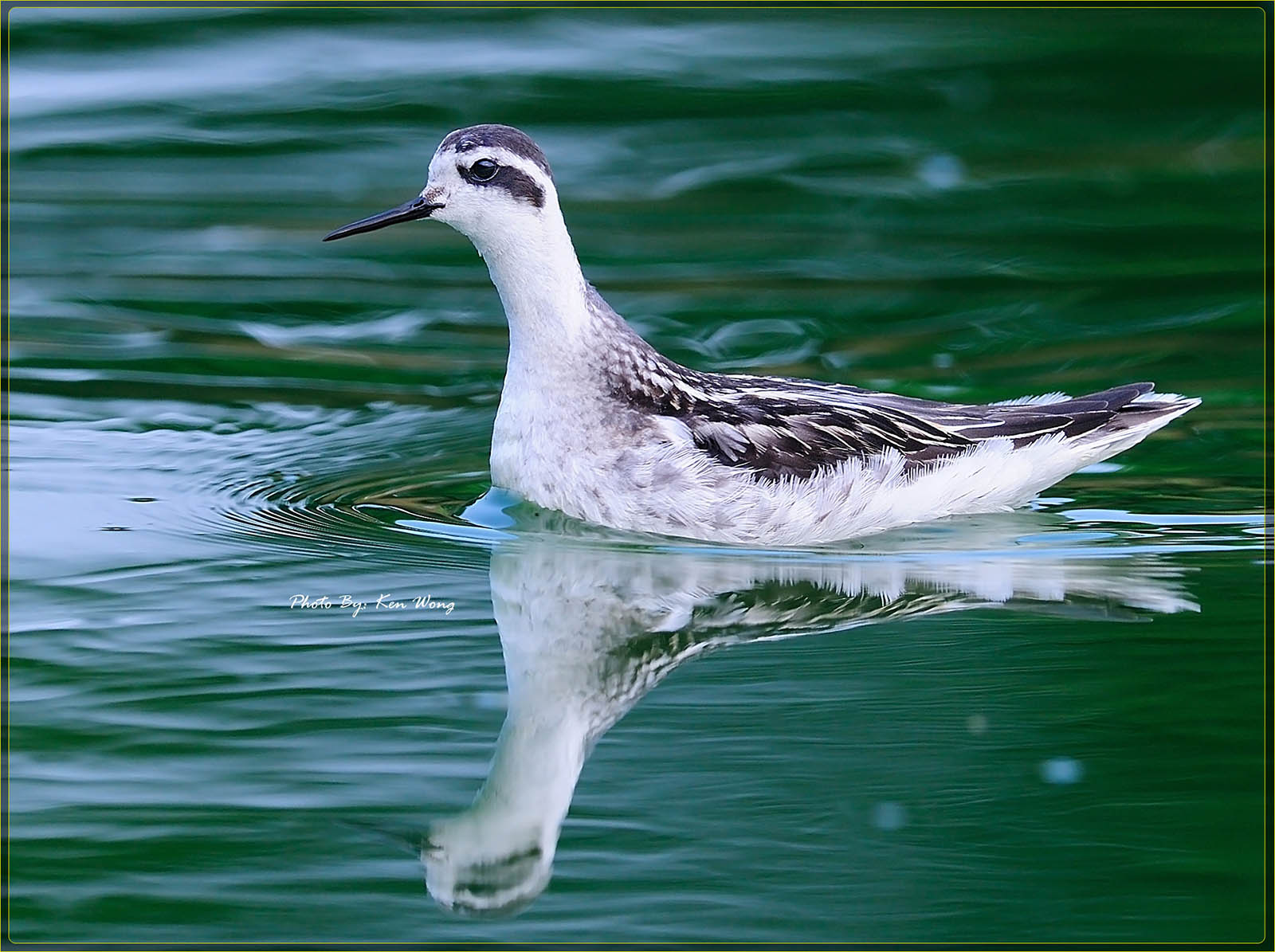 再拍红颈瓣蹼鹬 - 广东版 guangdong 鸟网