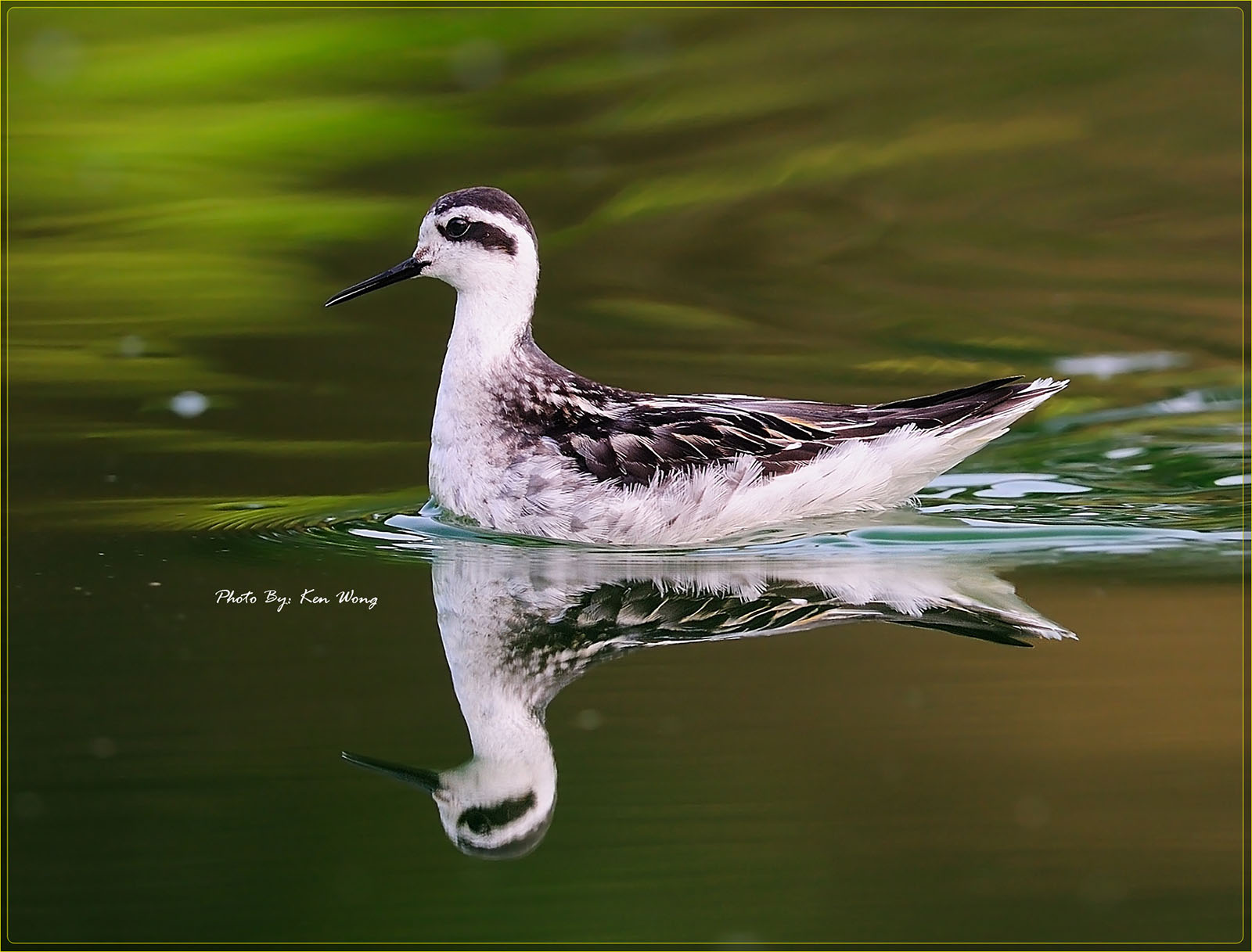 再拍红颈瓣蹼鹬 - 广东版 guangdong 鸟网